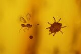 Fossil Wasp, Flies and a Mite In Baltic Amber #139013-3